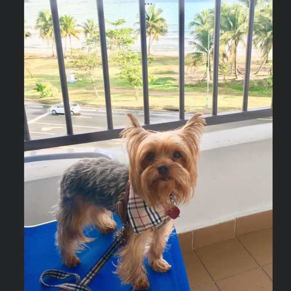 My Little  fur baby XHUY........ 🐾🐾❤️❤️🐾🐾🐾❤️ - Picture 11 of 16